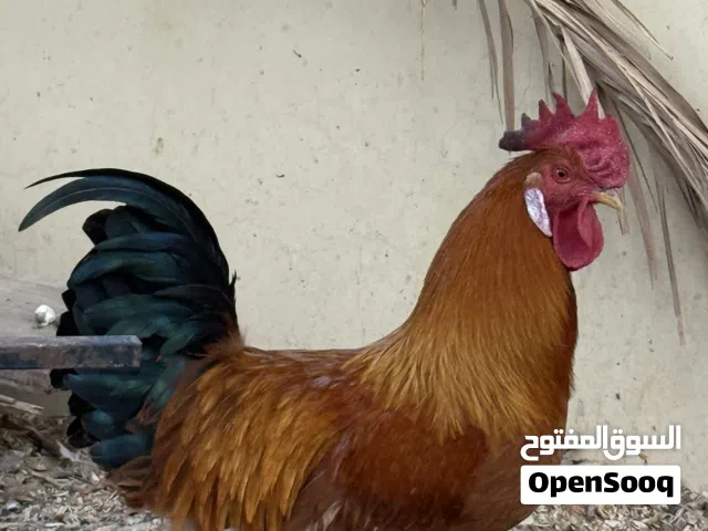 دياكا فرنسي