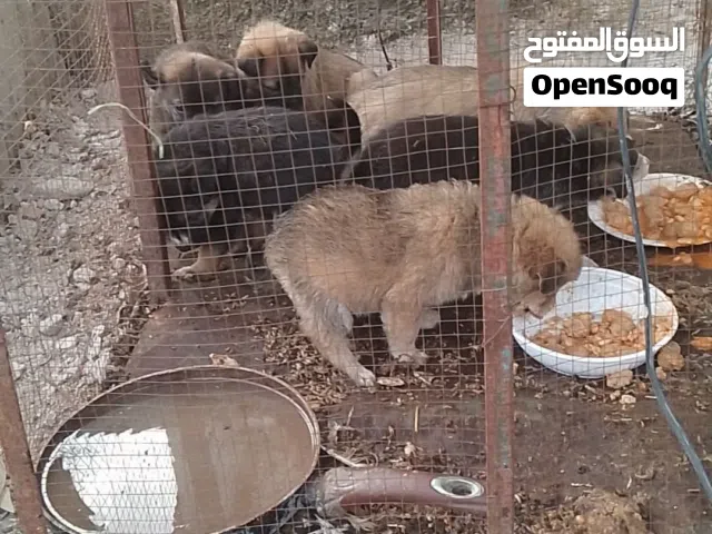 جرو أنثى للبيع