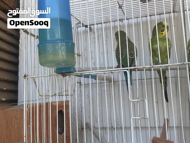 كوب يا بقول لينو ربي يبارك