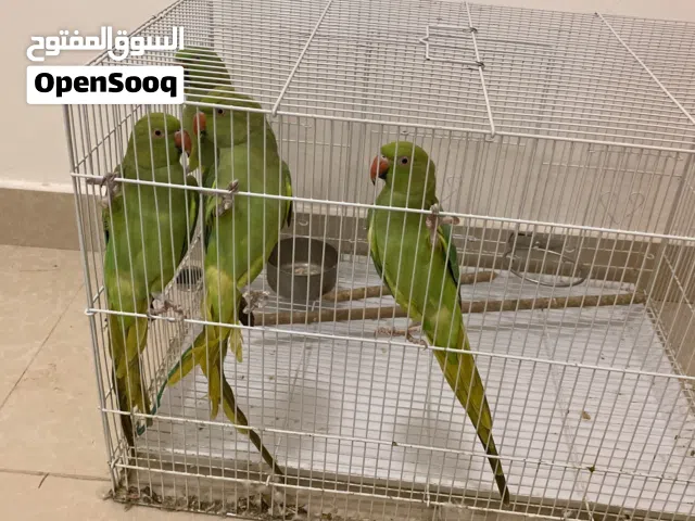 اربع بغبغاء الدره للبيع