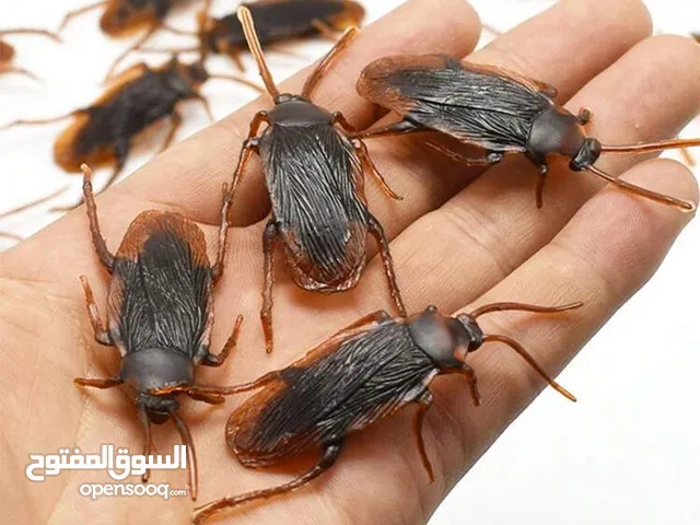 مقالب  رعب و نهفات مزح  حشرات دود   و اقعى صرصور و عنكبوت مقلب صدمه مصنعه من السيلكون