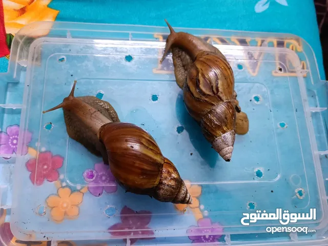 حلزون للبيع