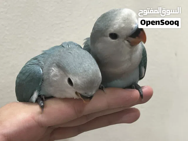 فراخ لف بيرد روز أليفة