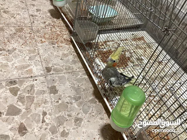 عصفور ككتيل اليف للبيع