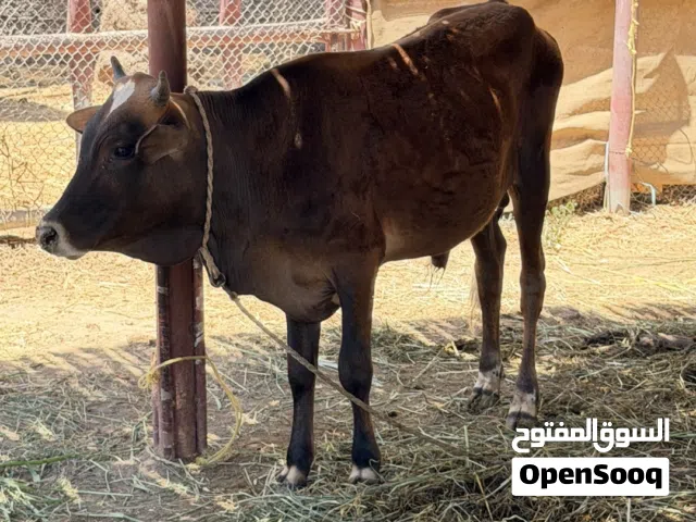 للبيع عجل انتاج الدار