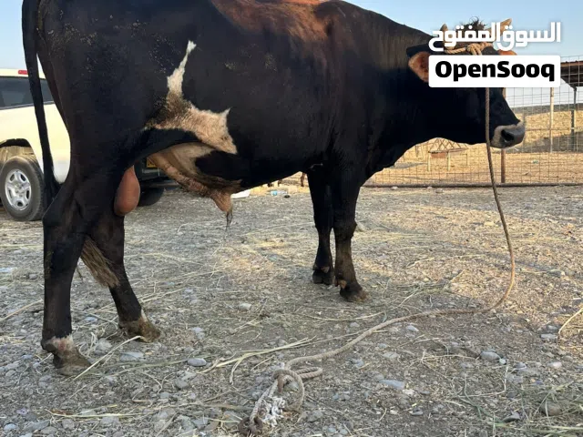 عجل طيب من الخاطر