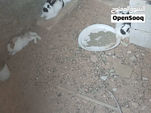 ارانب فرنسي الفراشة اصلي بابيون دم صافي