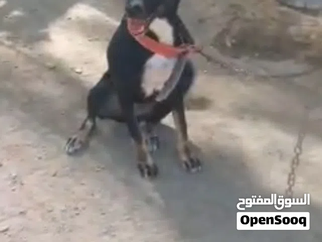 للبيع كلبه تصلح حرسات مزراع و اغنام مكان صلاله