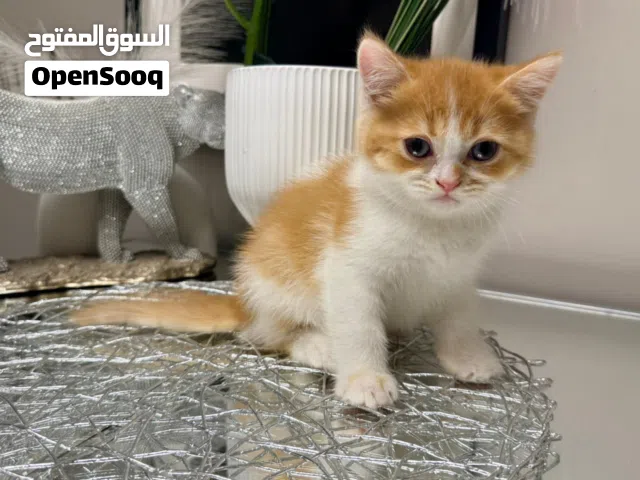 Cat for sell 400