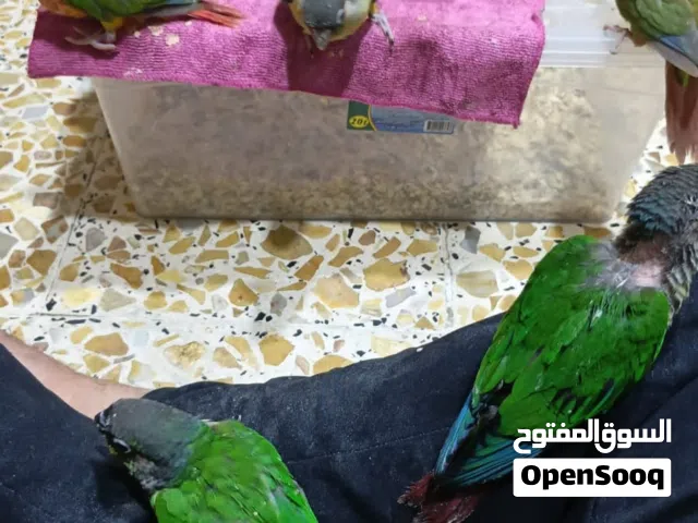 كنيورات ربه انناس والنوع الثاني التك