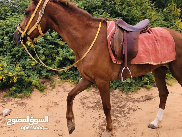 فرس انجليزيه العمر 5سنوات طايبه سرج وسيله