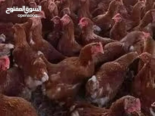 مطلوب دجاج احمر متع دحي