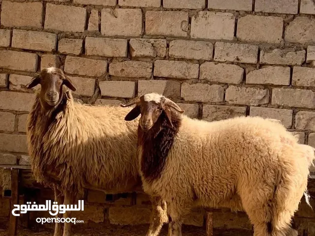 مطلوب نعجتين والدات توميات او تلوتيات وسنهم صغير في غريان او لصابعه