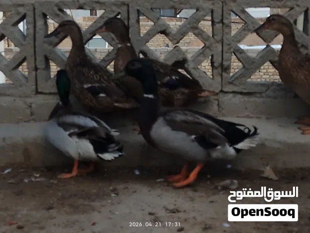 مرحبا زوجين بش خضيري مال هور طياري للبيع البصره الزبير السهر الزوج 50 ا