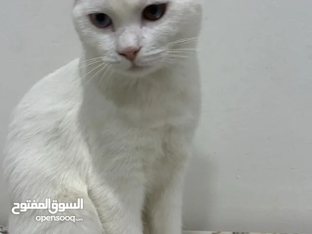 قطط للتبني