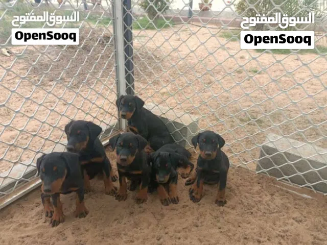 Doberman puppies