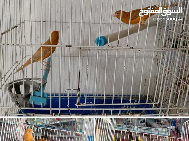 حسون هملايا بدل ع حمام بلدي