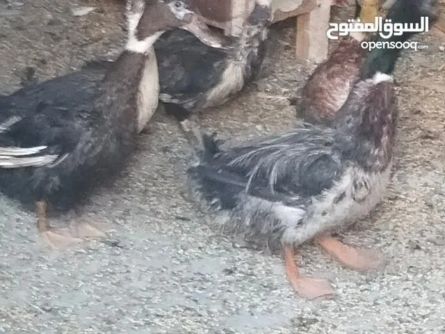 بط للبيع عدد 5شغلات العمر سنه