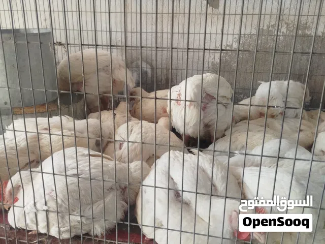 دجاج كيلو ب4000 عدد مفتوح ومن 7 دجاجات وفوك توصيل مجاني داخل مركز البصره