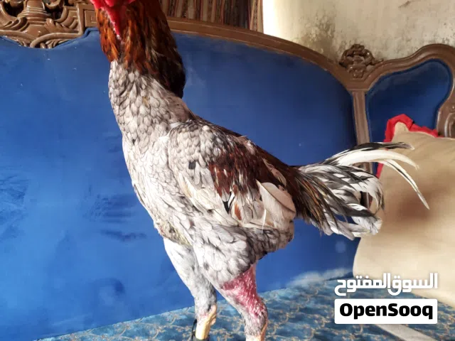 Pakistani  sheejra  2 male and 2 female  price.1100 all ras al khaimah