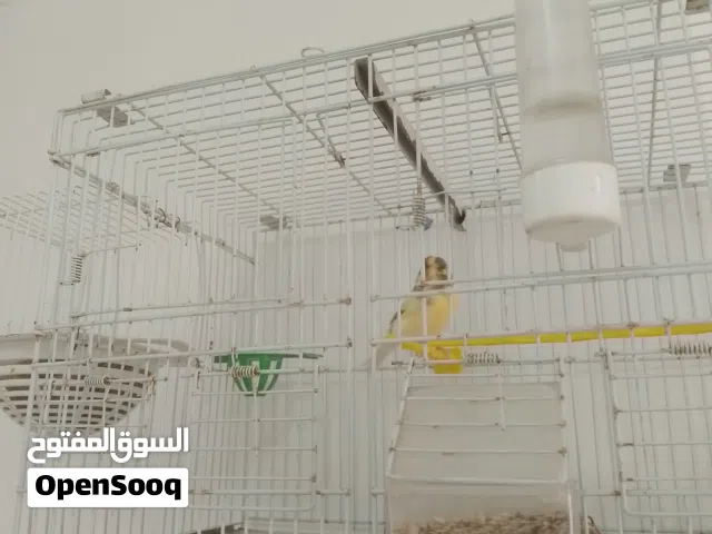 سلام عليكم متاح انتي كناري انتي تبارك رحمان جهزاه    تبي دكر سخون سبب بيعه دكر بتعها مات سومه ملاخير