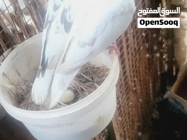 حمام يا كريم للبيع