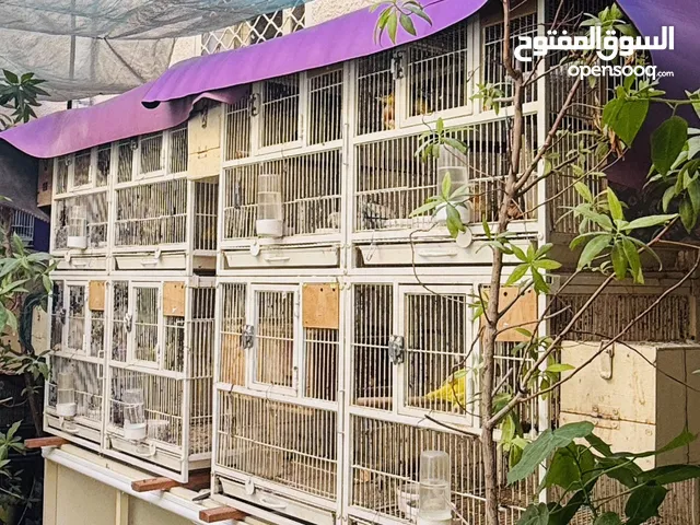 Tower cage suitable for Birds or Children