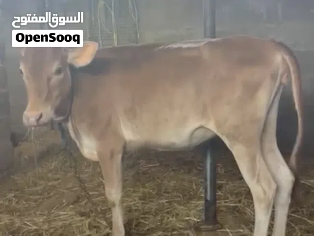 عجله عمانيه للبيع
