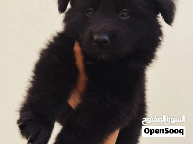 جرمان بلاك جاك