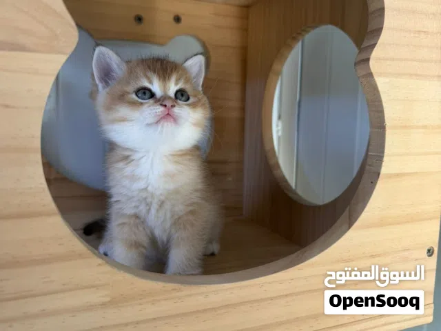 متوفر قطاو سكوتش قولد ستريت و فولد