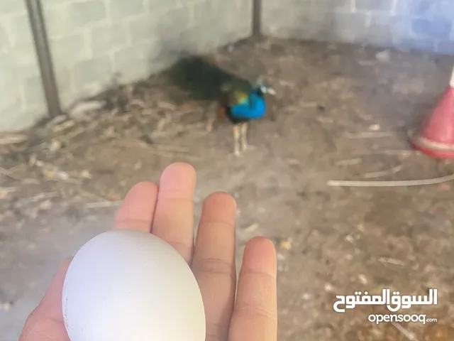 للبيع بيض الطاووس