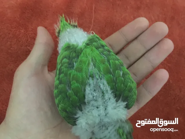 ببغاء عمر شهر شرنقة