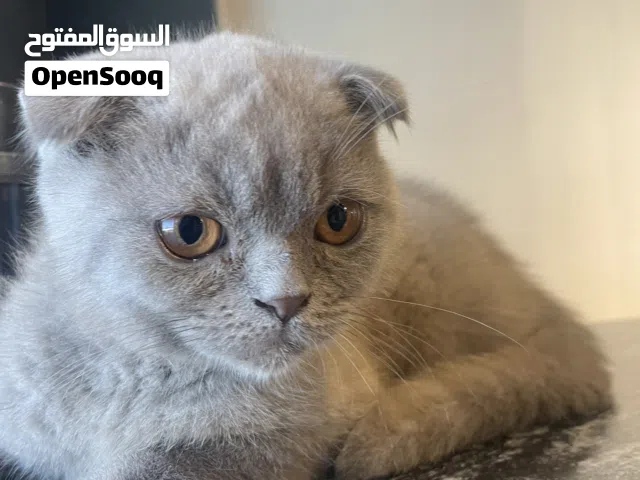 سكوتيش فولد العمر 3 اشهر