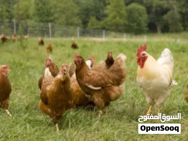 موجود جاج بلدي بياض الي ما بتبيض ما تخذها