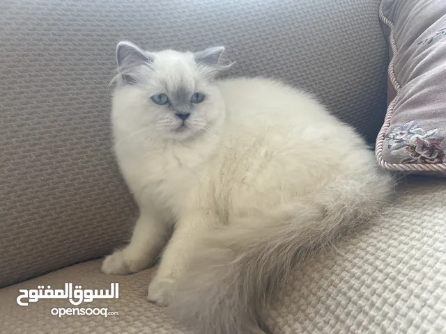 Persian kitten