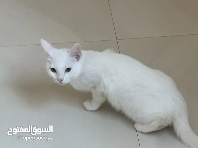 Persian cats available