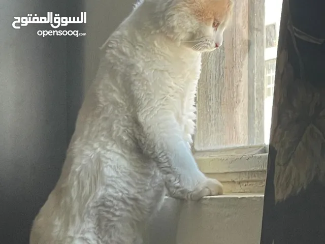Persian Cat