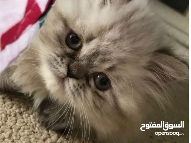 قطط كان هملايا بلو وهملايا اورنج عمر45 يوم