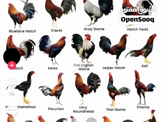 مطلوب بيض هراتي بسعر مناسب