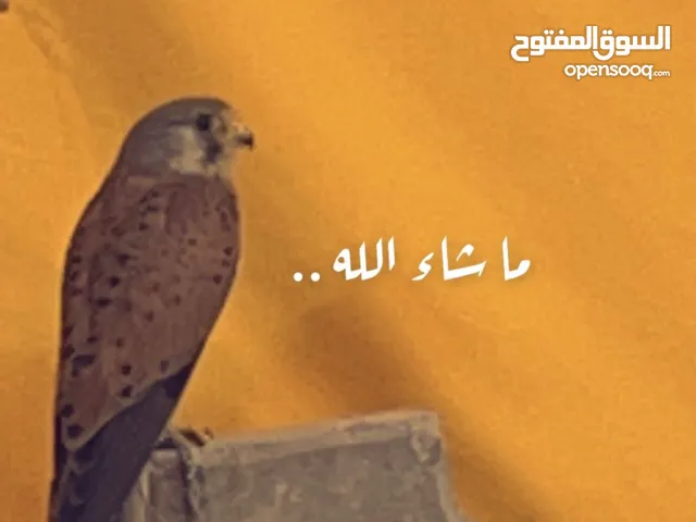 حميميج للبيع مدرب مع اغراضه الدس ولبرقع وسبوق