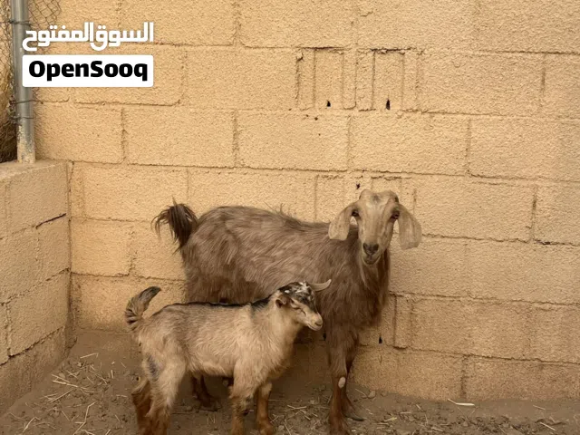 شاه من حلال الجبل الأخضر تحتها تيس
