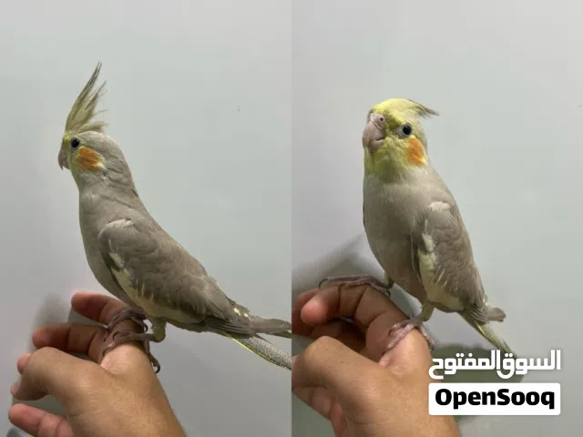 كوكتيل اليف و متعلم يصلح الأطفال