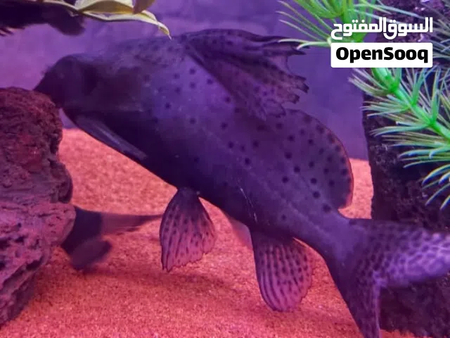 اسماك جميلة جدا للبيع