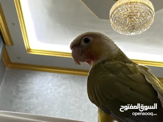 ببغاء. كنيور أناناس رد فكتور