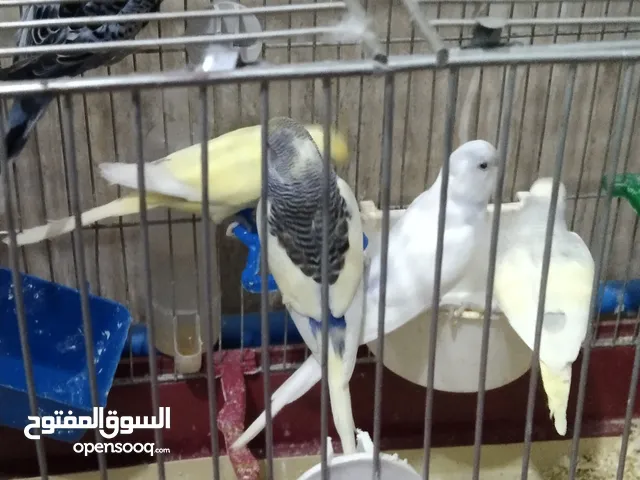 بلابل حب للبيع