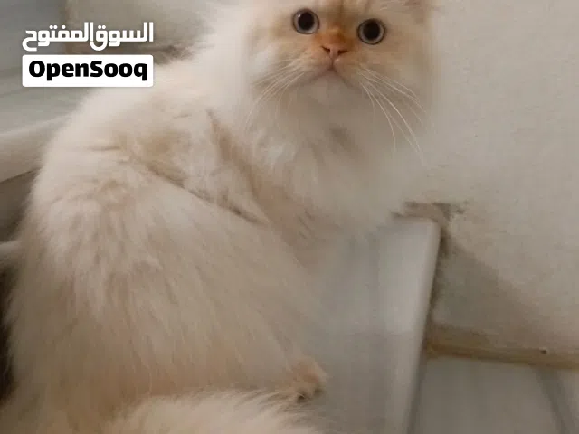 قطط للبيع ( هملايا اورنج )