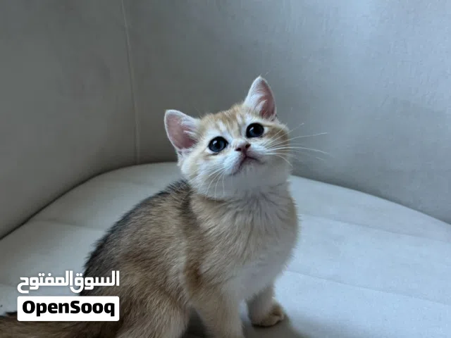 بريتش شورت هير بيور - انتاج حلو السعر قابل للتفاوض للجادين -- ذكر و انثى / pure british shorthair