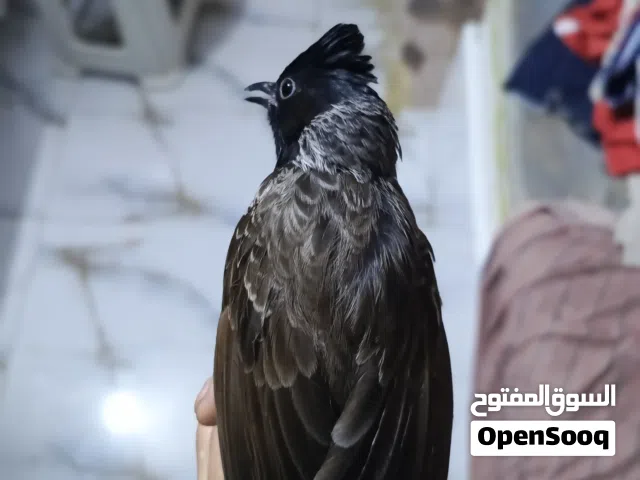 فحل بلبل كشميري وحشي راكد