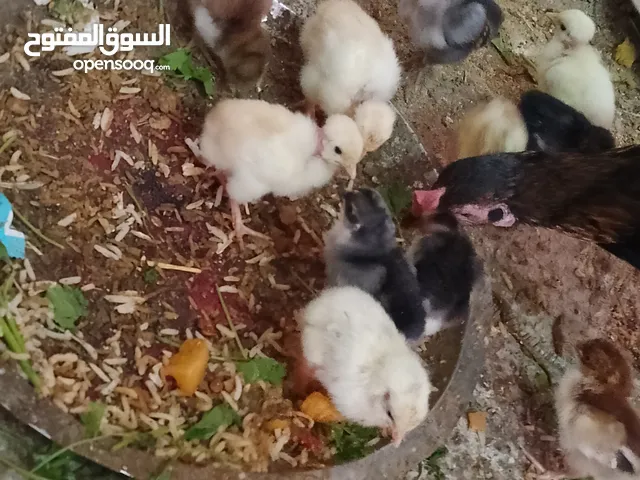 كتاكيت عرب العمر 6 ايام 12 تك الزوج ب 4 ابو رگيبه وعادي صحه تمام ماخذات لقاح