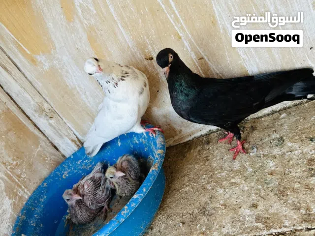 كوبيا بهلوان تحتها انتاج